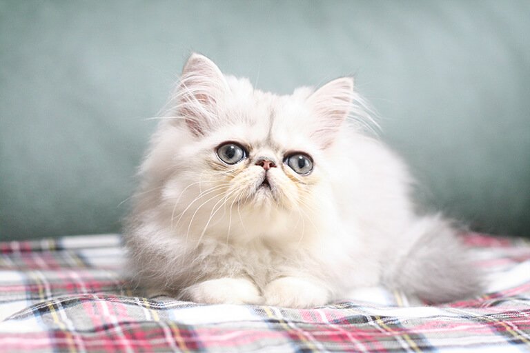 遠くを見つめる白い猫